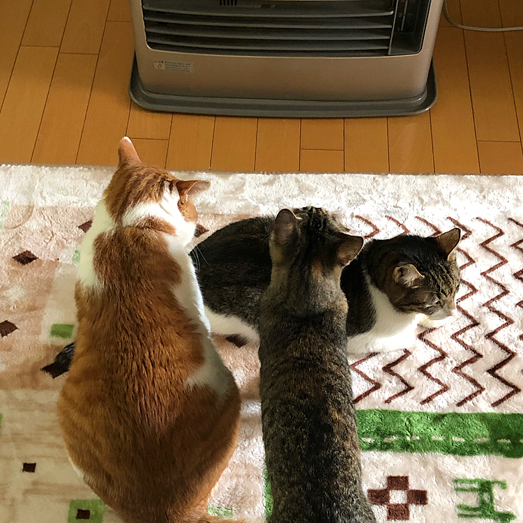 今日は肌寒いからファンヒーターイン‼️
即🐈ニャン子達集結🤣