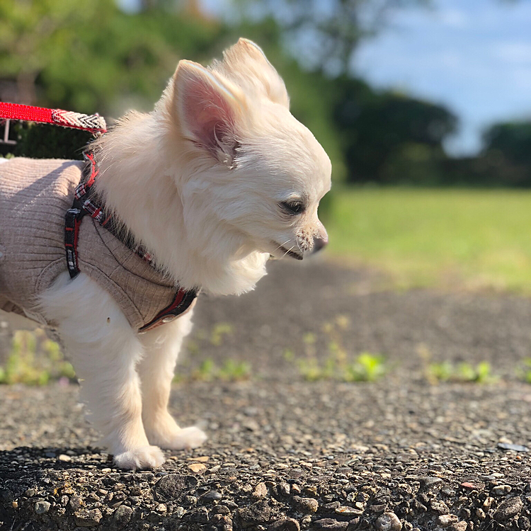 蝶々を追いかけるフォフォちゃんは、可愛かった♥️