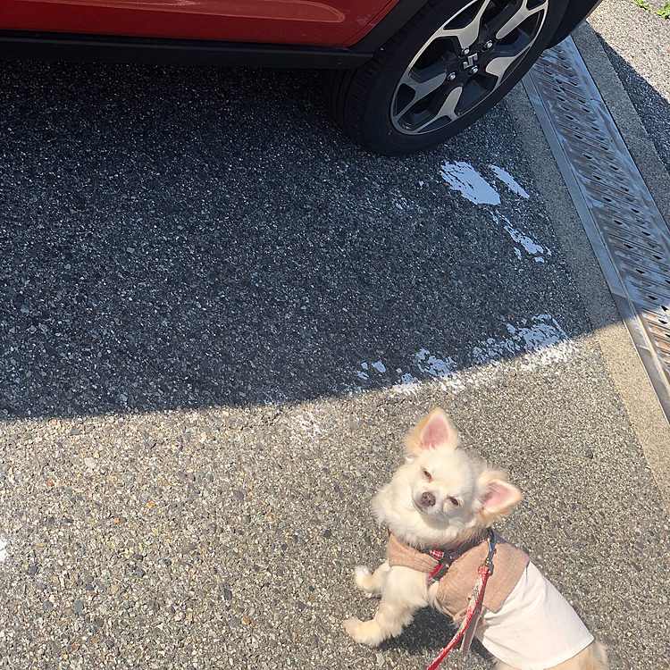 駐車場へ行くと、我が家の車まで迷わず進んで「ここやでー」と言わんばかりに。
2022.04.16