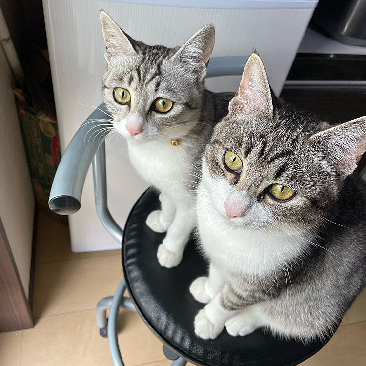 お外出たいよーと訴えてます！
ごめん🙇‍♀️お仕事だから...