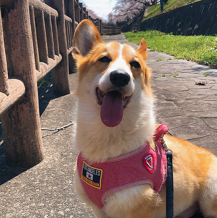 笑顔が。。タレ目になってるよ?
別犬みたいだ🤣🤣🤣