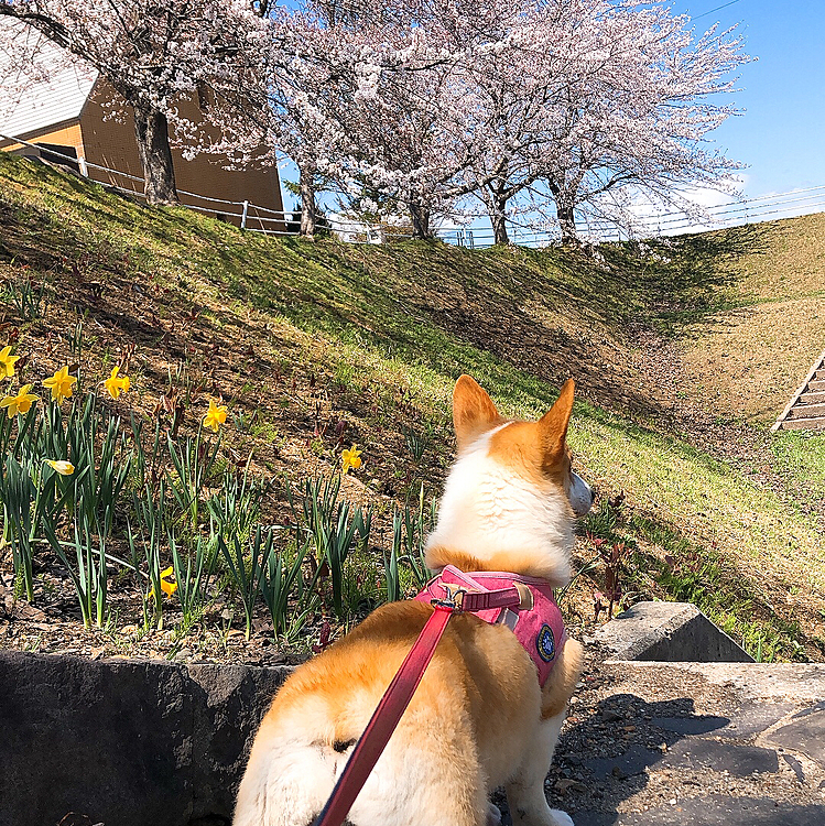 オチリと桜🌸笑笑