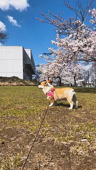 外の写真って色が映えるね😃
ワンコも活き活きしてる風に見えるよね😃