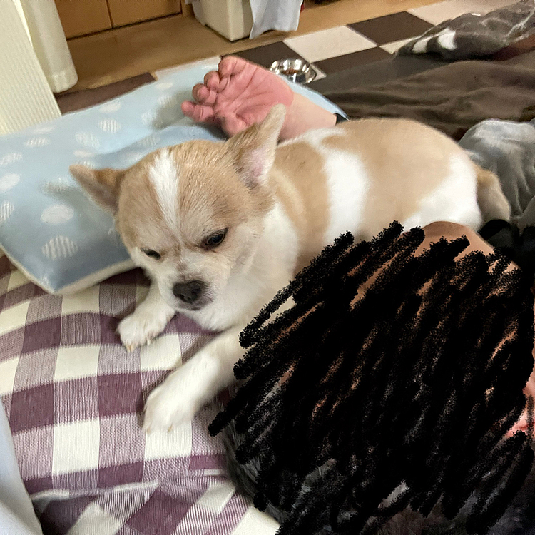 早起きやまとさん
おとーちゃん添い寝（おこしに）にきた😅
優しく起こさないとオヤジにおこられるよー