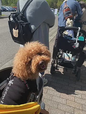 土曜日はアウトレットの駐車場の一部で開催された犬のマルシェに行きました🐶
特にお目当ての物は無かったけどやっぱり色々買ってしまいますね😆
ほとんどがオ・ヤ・ツ💗
その後アウトレットでお買い物♪
全店🐶🆖なのでパパさんの見たいお店を数店見て終了😅
近くのパン屋さんでお昼を調達して近くの緑地公園でピクニック⛺️
遠くに街や山が見える良い景色でした🏞
もちろん昼寝付き😪💤
夜は満月直前の月を眺めながらベランピング♪
スキレットの中身はオートミールで作ったお好み焼きです🍳
ボサ髪越しのほぼ満月🌕