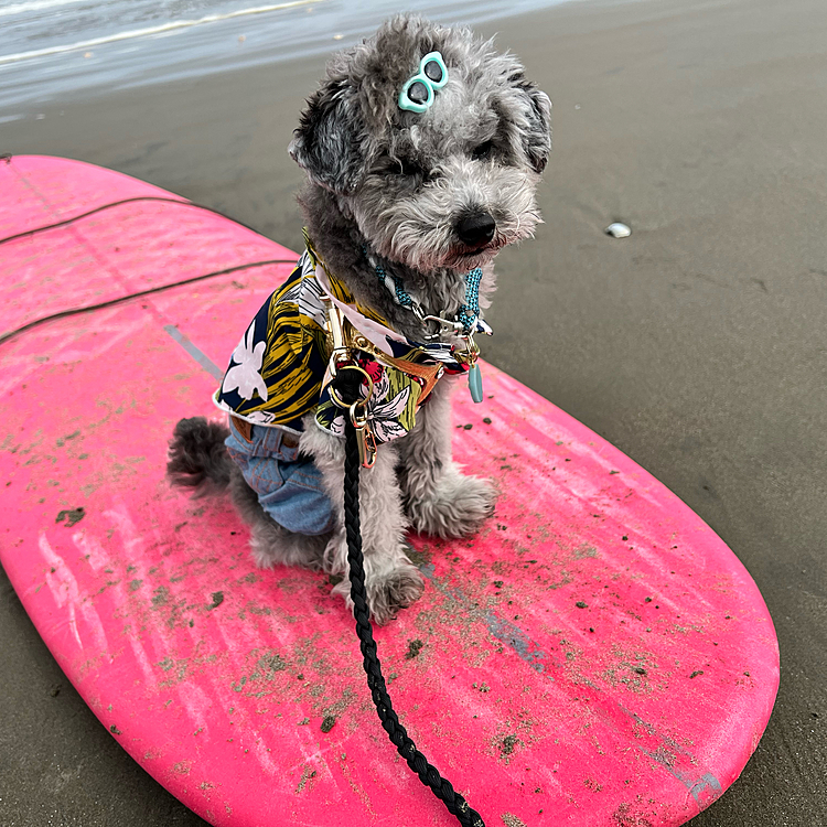 サーフィンだワン🏄‍♀️
