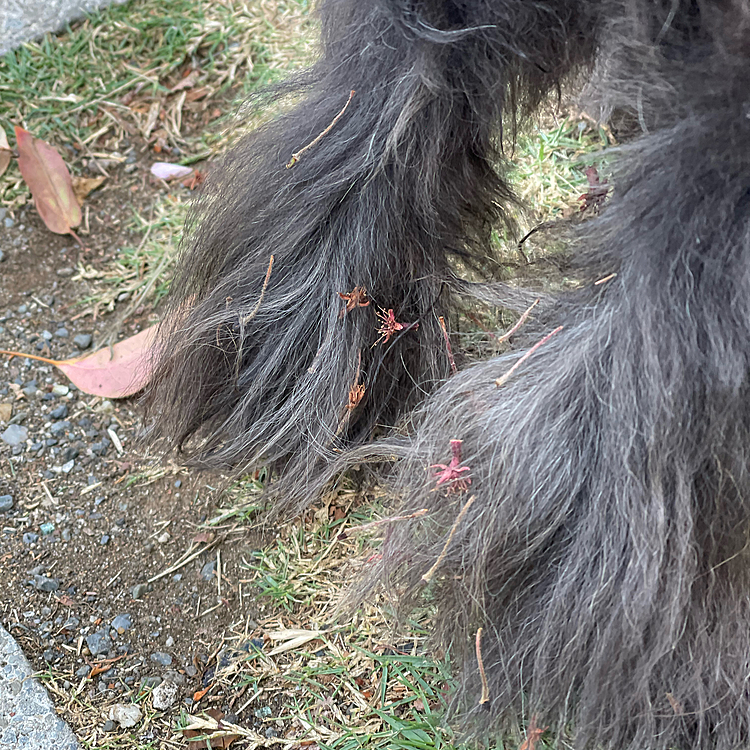 現在は桜の残骸をめちゃくちゃ付けて散歩中です😭帰りには倍の量になってるのよ😫