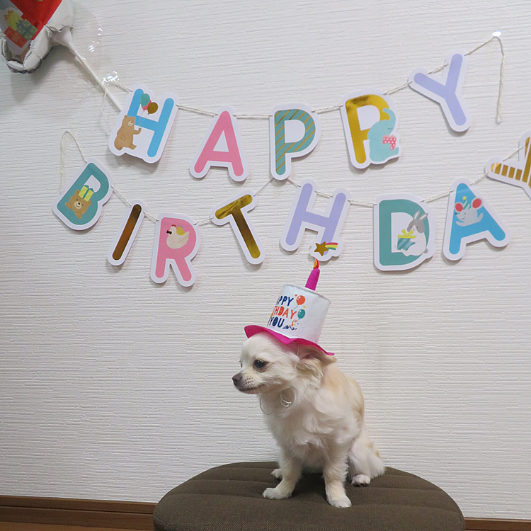 happybirthday！！！
フォフォちゃん(՞•֊•՞)
1歳おめでとう🥹
今年1年いっぱいお出かけしようね♡
2022.04.18