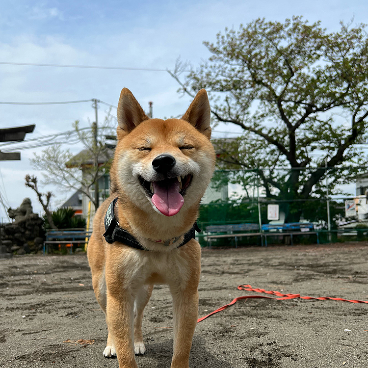 2022.04.19(火)
久しぶりにいいお天気☀️
神社⛩コースでいつものお散歩しました🐾
