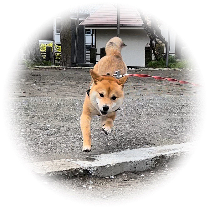 久しぶりに空き地で少しだけ走りました😊
