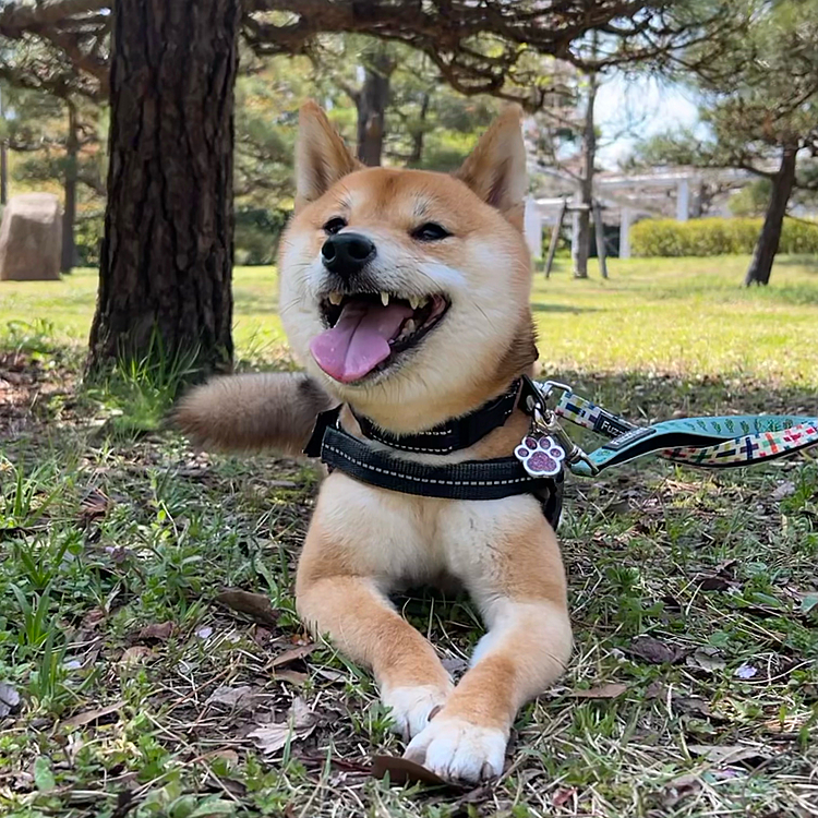 04.10(日)
狂犬病の注射💉した日、近くの公園で少しお散歩🐾
注射嫌いの櫂は相変わらずの大暴れでした💦
