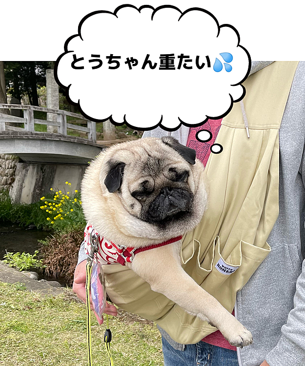 連休に三崎へ旅行の予定🐟
旅行先で抱っこできるように、昔買ったペットバッグを引っ張り出しました💦
やっぱり8.6kは重たいです😭