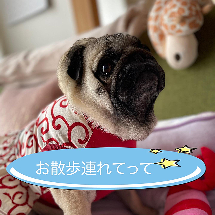 今日のお散歩おねだりは激しめ‥