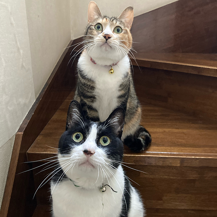 おひげピンッ！
ヒマ&カブ