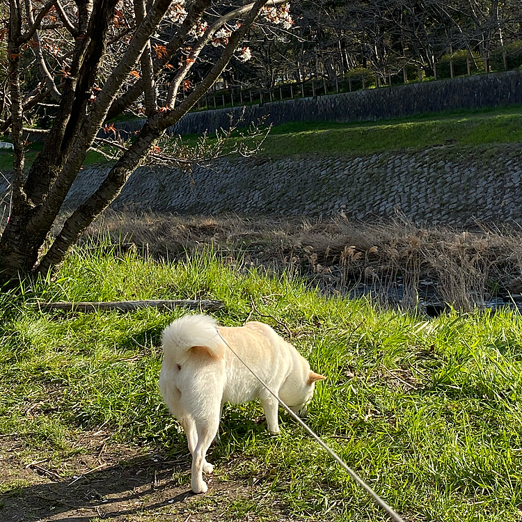 昨日に引き続き、夕方の散歩は近くの河原へ。コロンはゆっくりゆっくり。桜は昨日よりちょっぴり咲いていました。