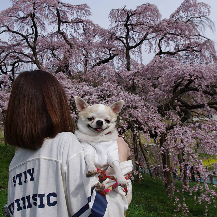 私とモンドと三春滝桜🌸
カメラでとってもらったのを送ってもらったので載せてみました🌸