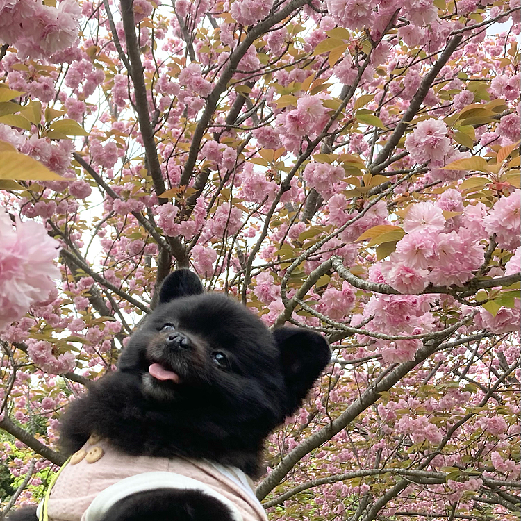 近所の少し大きめの公園に行ってきました。
八重桜、ツツジ等がキレイに咲いてました。