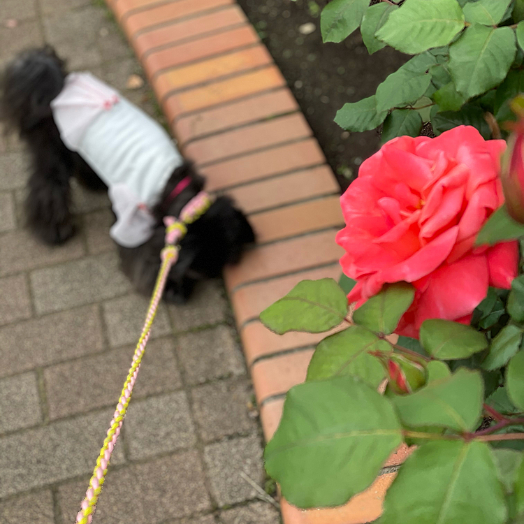 薔薇も咲き始めました💕
5月にはたくさん咲いてくれているはず。
ありがとうボランティアさん👍