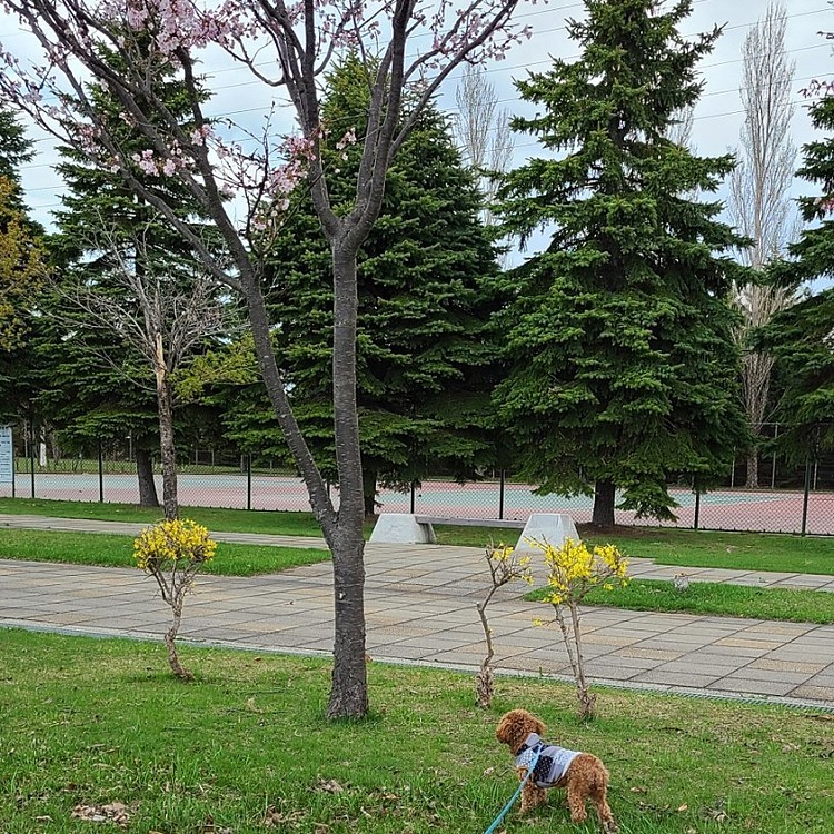あさんぽ中🐶
少し桜が咲いてました🌸
陸🐶と桜🌸と公園🌳
