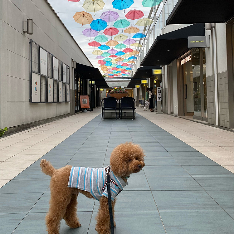 晴れて26度予報でしたがどんよりして蒸し暑かったです🐾
いつもの傘の飾り付けも始まっていました☂️