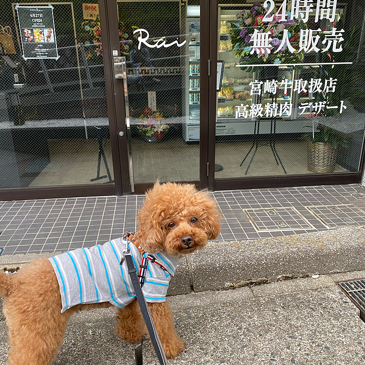 通りから1本奥まった場所に今日オープンだと言う宮崎牛やデザートの無人販売がありビックリ😵
最近は餃子の無人販売はよく見かけますがコレは売れるのだろうか🤔
無くなる前に記念にパチリ📸