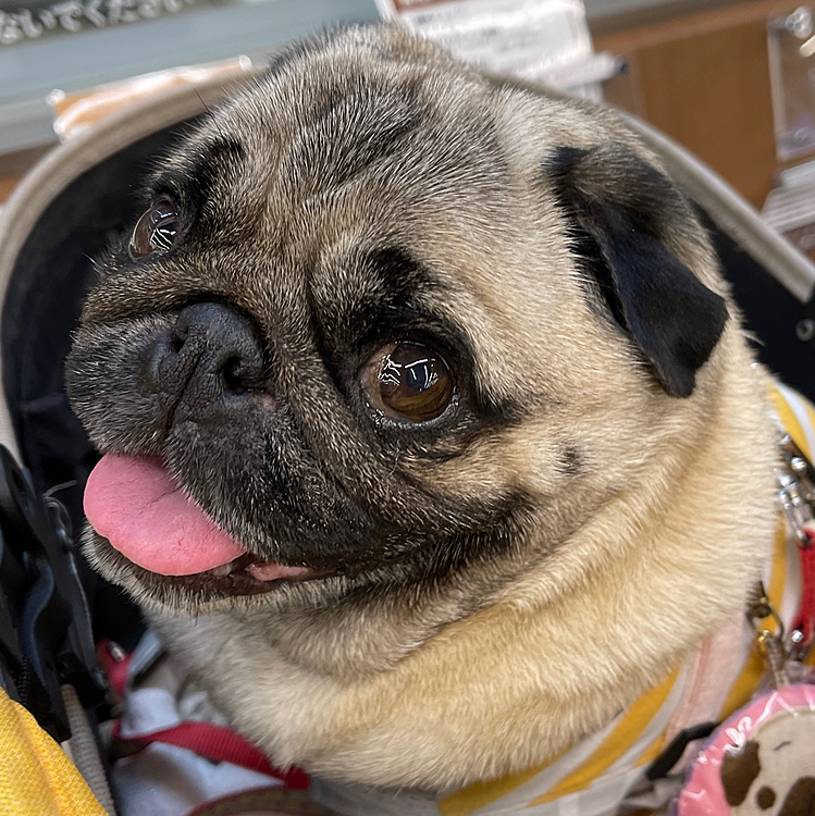 ドクター＆看護師さんが一生懸命対応して下さり、すっかり元気です🐶
