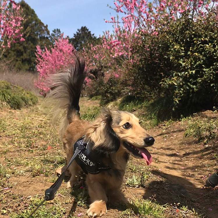 2020/3/21(土)
今日は風も収まってお出かけ日和になりました。
東秩父に花桃を見に行ってきました。
淡いピンクの桜🌸やレンギョウも咲いていて春を感じてきました！