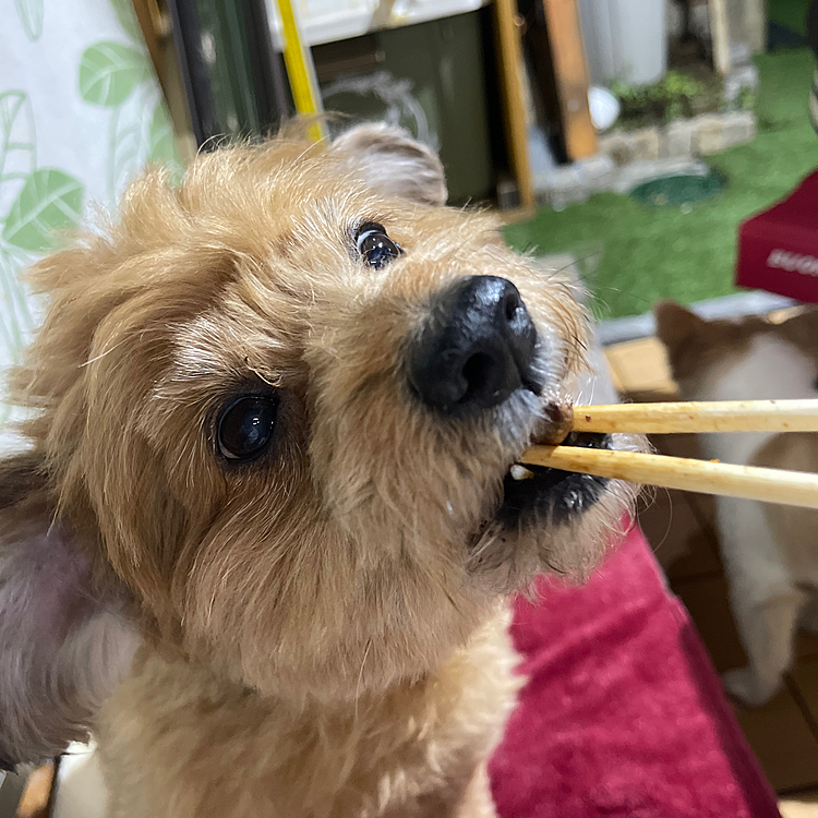 デッキで久しぶりに焼肉😁
獣の顔になります😅
