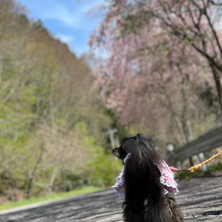 旅先ハピさん✨
長野はまだ桜咲いている所ありました👍