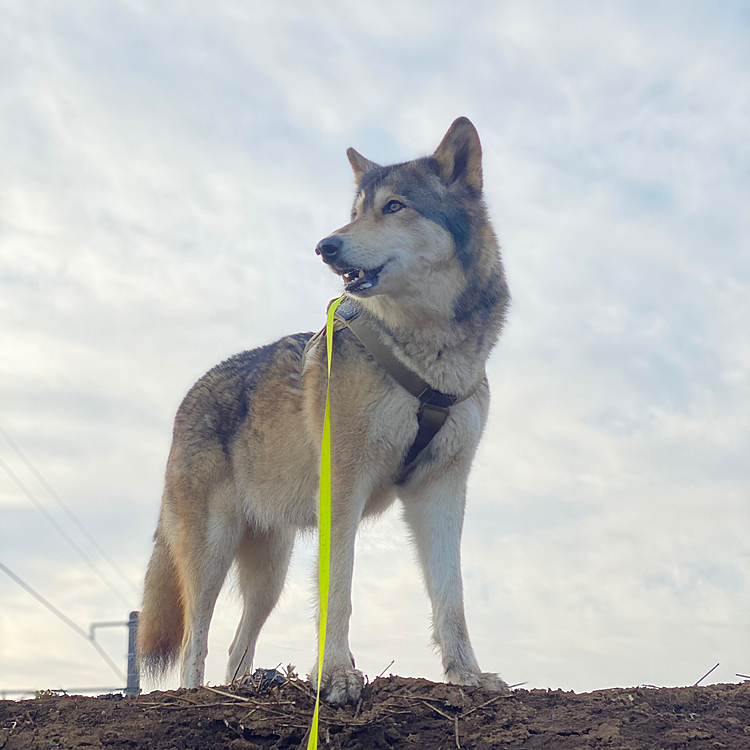 ナナは高い所が好き😆

#wolf #hybridwolf #wolfdog #nana
