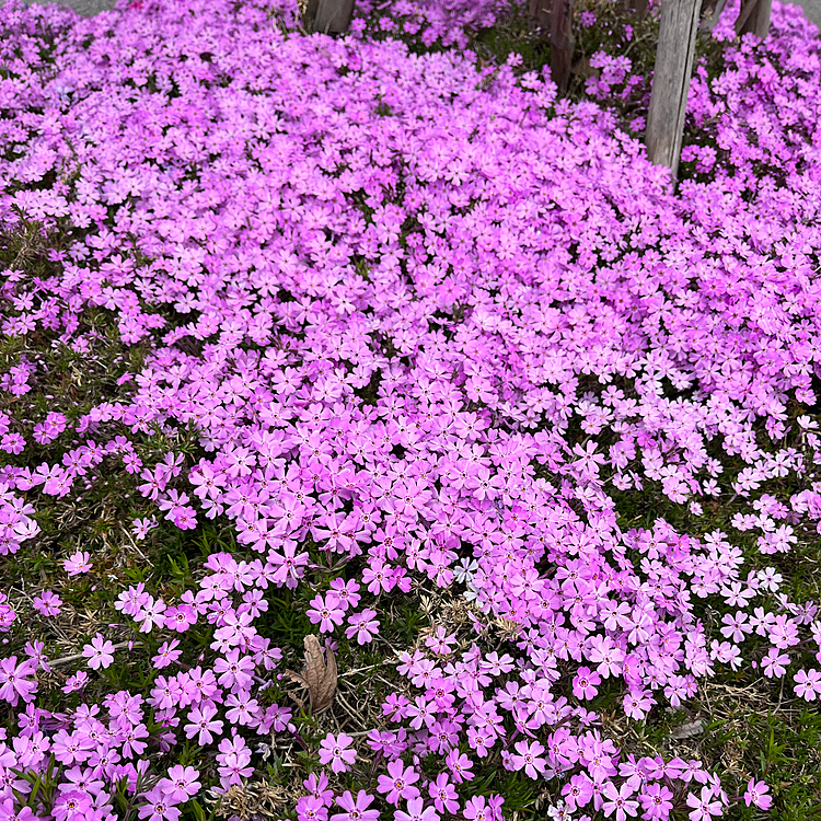 最後は何度か動画でチラッと登場している近所のアパートの敷地に咲いてる芝桜🌸
とても綺麗に咲いてます🥰