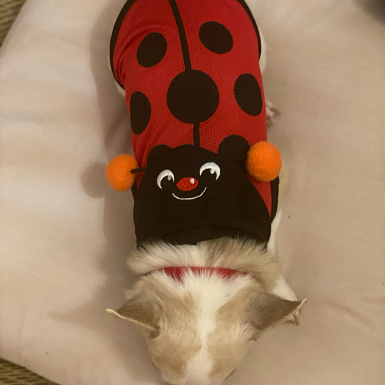 てんとう虫🐞とチワワ💕