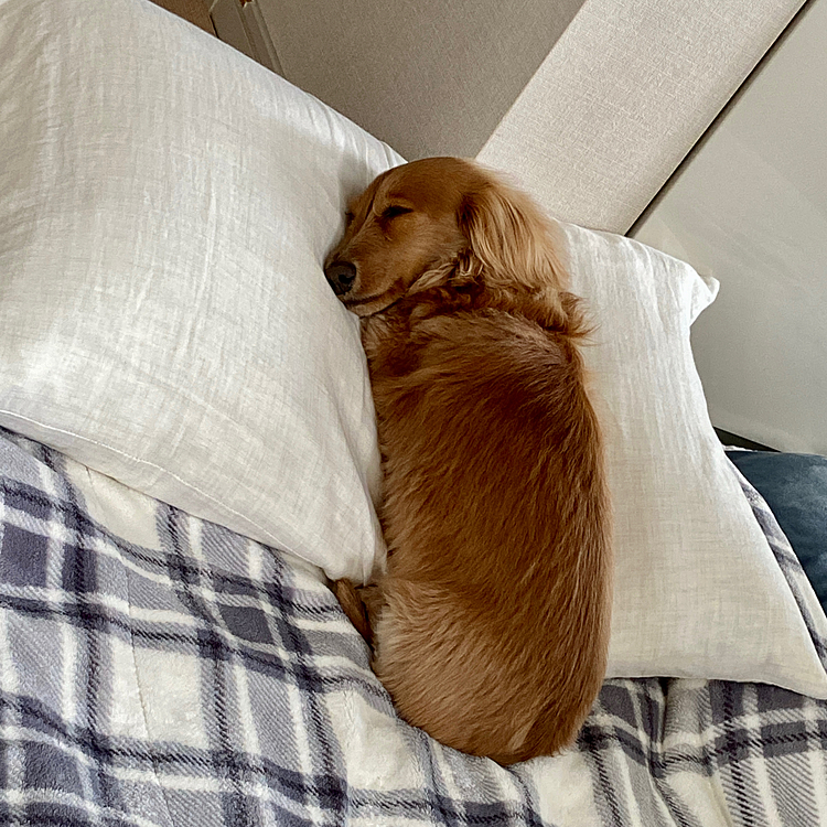 うつ伏せ寝派🐾
