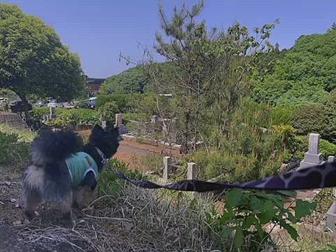 
鳥の鳴き声にお耳がキョロキョロ😂

都会っ子だから、聞いた事ないもんね😊
気になるご様子🐯

