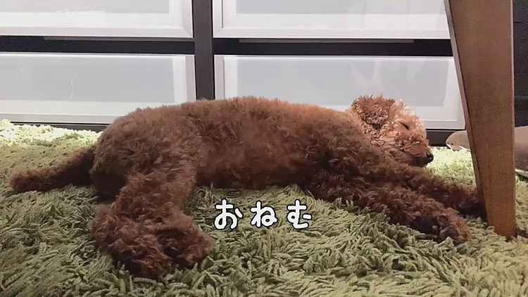 大型犬の子犬ぽく見えるのは飼い主だけかな？
今日はたくさん遊んだから早めにウトウトしてます。
この後人間と本格的にベッドで寝ます😅