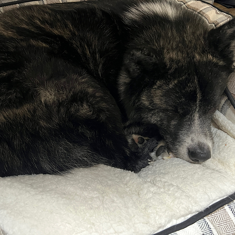 時雨はちゃんと大型犬用のベッドでお眠り。