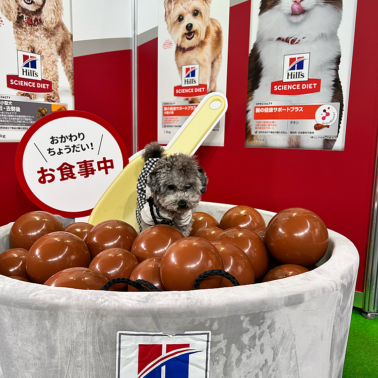 ペット王国2022だわん