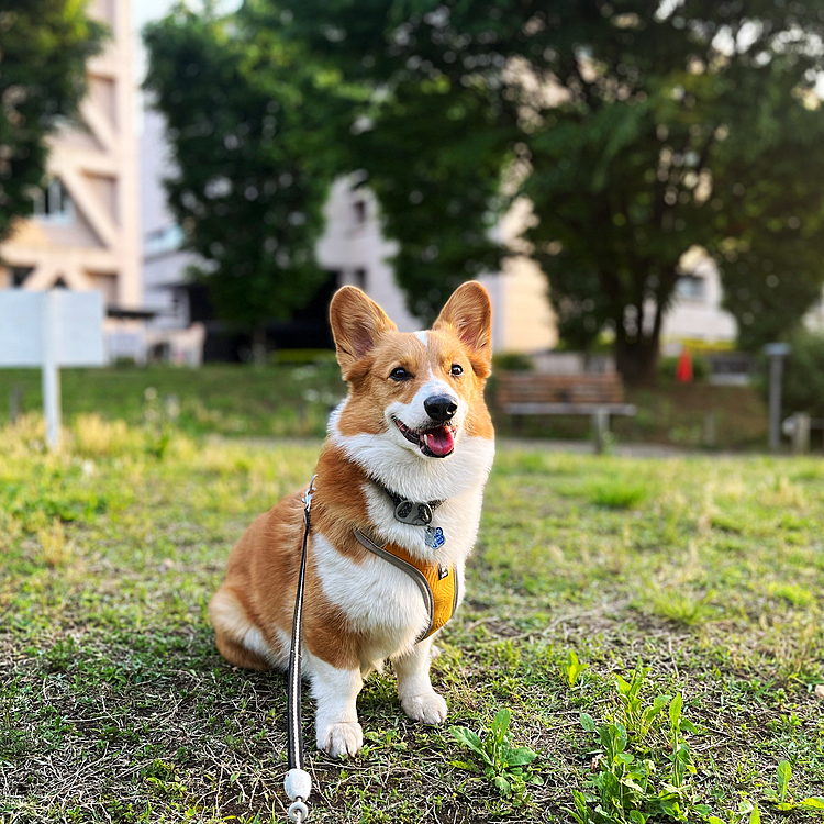 夕方のお散歩は少し早過ぎたね。バテバテでした。