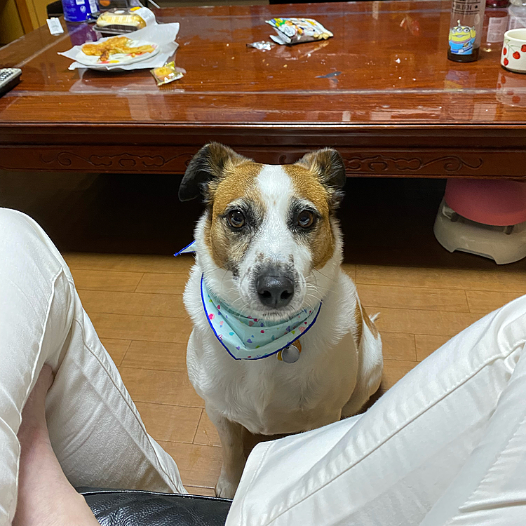 お利口してますフリ
