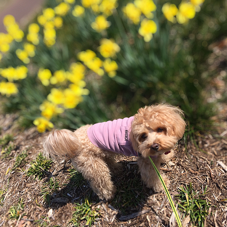 スイセンにチューリップ🌷
春のお花がたくさん咲いていました