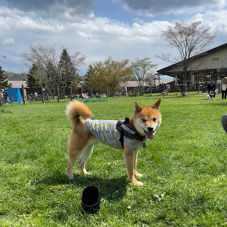 ショッピングプラザのドッグランでも走ってごきげんです😄