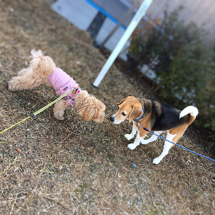 お友だちともたくさんご挨拶できて
よかったね~🍀
お出かけにぴったりな季節ですね！