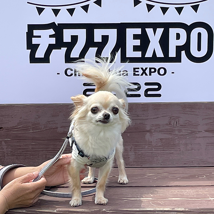 2022.5.8(日)
こんにちは☀️
チワワEXPO2022に行ってきました😊
去年は緊急事態宣言で行けなくて今回、初めて参加できました😊
たくさんの可愛い🐶たちばかりで私もくうもキョロキョロしちゃいました🤣