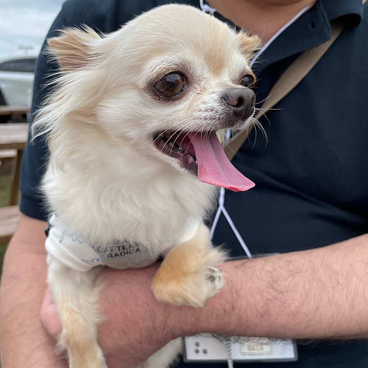 パパに抱っこされて休憩中です😊
でも周りが気になってキョロキョロしていました😅
飼い主は疲れてしまい途中で帰ってきました💦たくさんのチワワちゃんたちに会えて嬉しかったし凄ーく癒されました🥰
