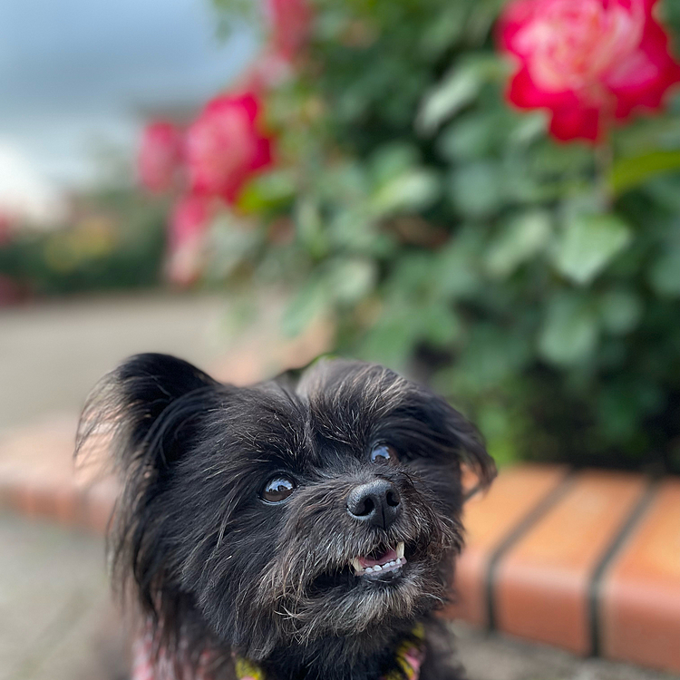 トリミング前のボサリーヌ😅
薔薇が満開状態で綺麗です♪