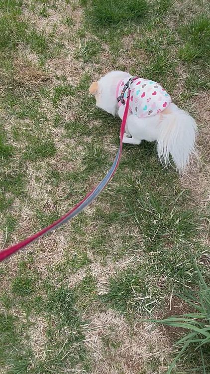 これは昨日の映像です。
前進しながら💩しています。
飼い主によるとお散歩中ウグイス豆程度の💩しかしなったとの事。
前日のお昼以来の💩だったのにこの量はあり得ない。食べたとしか思えない。と話しています。