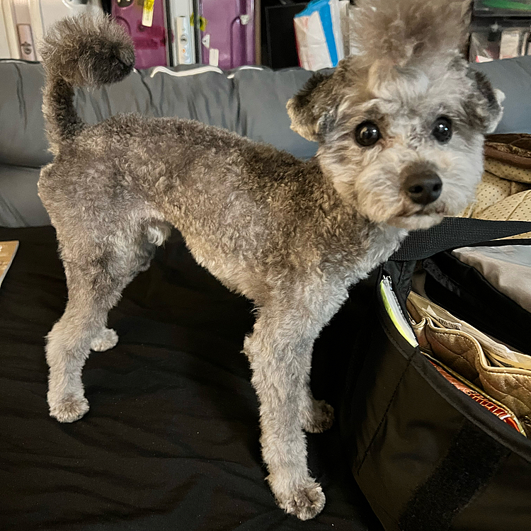 サマーカットやりすぎたワン

#トリミング
#犬トリミング
#犬サマーカット
#トイプードルサマーカット