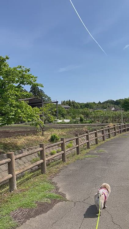 ししまるの頭上、青空に飛行機✈️
