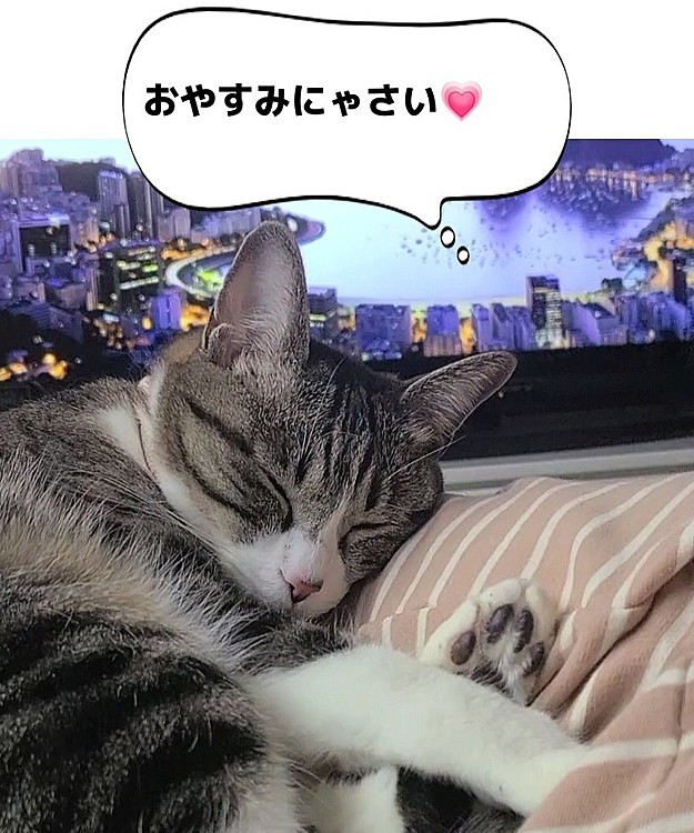 ノアの肉球は実は黒なのﾆｬ…🐾❤
おやすみ～😽❤
