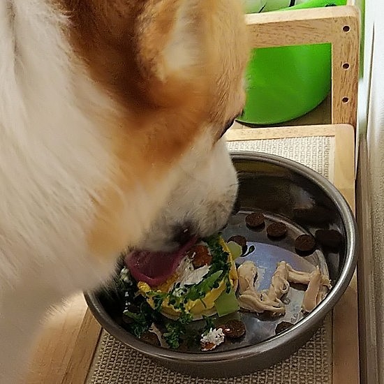 ササミよりもムースだったようで、ひたすら舐めながら食べてました☺️
完食したけど、もの足りずか人間用のブロッコリーとかを催促してました🤭